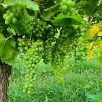 Cascina Monte Tivino Alojamento de Turismo Rural *