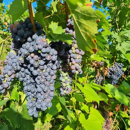 农家乐 Cascina Monte Tivino