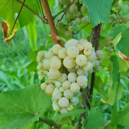 农家乐 Cascina Monte Tivino 萨罗