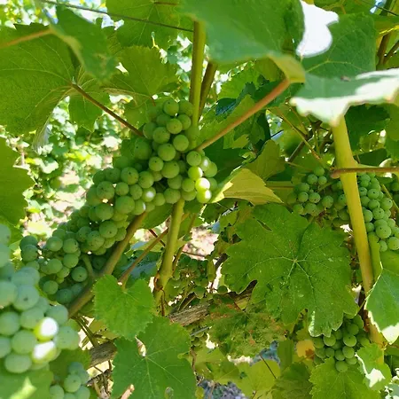 Cascina Monte Tivino 萨罗